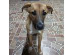 Adopt Freya a Brown/Chocolate - with White Anatolian Shepherd / Labrador