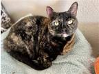 Adopt Kylie a Tortoiseshell Domestic Shorthair / Mixed (short coat) cat in