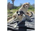 Adopt copcar a Black - with White Australian Shepherd / Australian Cattle Dog /