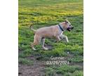 Adopt Gunnar a Tan/Yellow/Fawn - with Black Carolina Dog / Labrador Retriever /