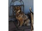 Adopt Hashbrown a Red/Golden/Orange/Chestnut Australian Shepherd / Australian