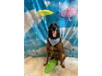 Adopt Edda a Belgian Malinois / Mixed dog in Poughkeepsie, NY (41134960)