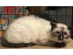 Adopt Nutmeg a Cream or Ivory Siamese / Mixed (short coat) cat in Pearland