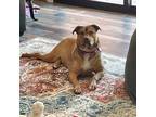 Adopt Vienna Angel a Red/Golden/Orange/Chestnut American Staffordshire Terrier