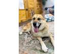 Adopt Randy Lopez a Tan/Yellow/Fawn - with Black German Shepherd Dog dog in Twin