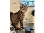 Adopt Deuce a Gray, Blue or Silver Tabby British Shorthair / Mixed (short coat)