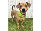 Adopt Peanut a Tan/Yellow/Fawn Dachshund / Terrier (Unknown Type