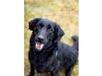 Adopt Roan a Black - with White Flat-Coated Retriever / Mixed dog in West