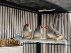 Adopt Daphne a Finch bird in Richmond, BC (40806006)