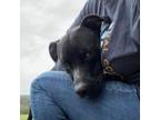 Adopt Leo a Black - with White Pit Bull Terrier / Mixed dog in Luttrell