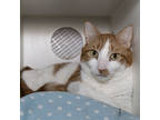 Adopt Rocky a Orange or Red Domestic Shorthair / Mixed Breed (Medium) / Mixed