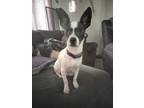 Adopt Sweetie Dulce a Gray/Silver/Salt & Pepper - with White Rat Terrier / Mixed