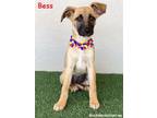 Adopt Bess a Tan/Yellow/Fawn - with Black Black Mouth Cur / Shepherd (Unknown