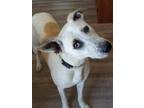 Adopt Hannah a White - with Brown or Chocolate Pit Bull Terrier / Mixed dog in