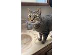 Adopt Snickers a Brown Tabby Domestic Shorthair (short coat) cat in Covington