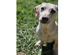 Adopt Crusoe a Black - with Tan, Yellow or Fawn Dachshund / Mixed dog in North