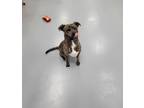 Adopt Chopper a Brindle American Pit Bull Terrier / Mixed Breed (Medium) / Mixed