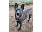 Adopt Johnny Cash a Black German Shepherd Dog / Mixed Breed (Small) / Mixed dog