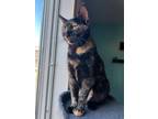 Adopt *Gabby a Tortoiseshell Domestic Shorthair (short coat) cat in Sioux Falls