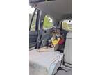 Adopt Mayo a Merle Great Dane / Mixed Breed (Medium) / Mixed (short coat) dog in