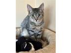 Adopt Aaron a Brown Tabby Domestic Shorthair / Mixed cat in Rochester