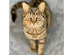 Adopt Cecelia a Tan or Fawn Tabby Tabby (short coat) cat in Cobble Hill