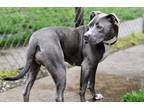Adopt Halsey a Merle Mixed Breed (Small) / Mixed Breed (Medium) / Mixed (short