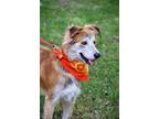 Adopt Lucas a Merle Australian Shepherd / Mixed dog in San Diego, CA (39942211)