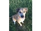 Adopt Butch a Merle Labrador Retriever / Siberian Husky / Mixed dog in