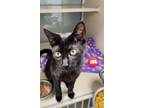 Adopt Eurydice a All Black Domestic Shorthair / Mixed Breed (Medium) / Mixed