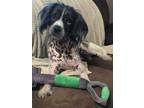 Adopt Ozzy a Black Chinese Crested / American Cocker Spaniel / Mixed (short