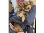 Adopt Toby a Brindle Miniature Dachshund / Mixed Breed (Medium) / Mixed (short
