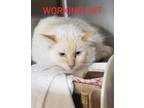 Adopt Bratty- Ann a Cream or Ivory Siamese / Mixed Breed (Medium) / Mixed (short