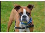 Adopt Bella a Tricolor (Tan/Brown & Black & White) Boxer / Mixed dog in