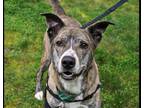 Adopt Kyle a Brindle - with White Cattle Dog / Mixed Breed (Large) / Mixed dog