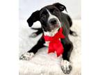 Adopt Marcus a Black Black Mouth Cur / Mixed Breed (Medium) / Mixed (short coat)