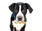 Adopt Maddox a Black Black Mouth Cur / Mixed Breed (Medium) / Mixed (short coat)