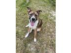 Adopt Obi a German Shepherd Dog / Border Collie / Mixed dog in WAYNESVILLE