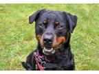 Adopt Travis a Black - with Brown, Red, Golden, Orange or Chestnut Rottweiler /