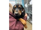 Adopt Min Pin a Hound (Unknown Type) / Mixed dog in Cleveland, TN (41157171)