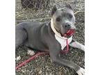 Adopt HEAVEN a Gray/Blue/Silver/Salt & Pepper Staffordshire Bull Terrier /