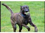 Adopt Anzo a Brindle Belgian Malinois / Mixed dog in Coupeville, WA (41157117)