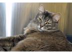 Adopt Samantha a Gray, Blue or Silver Tabby Domestic Mediumhair (medium coat)