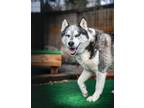 Adopt Poppy a White - with Gray or Silver Siberian Husky / Alaskan Malamute /