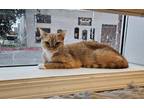 Adopt Edith a Orange or Red Tabby Domestic Shorthair (short coat) cat in