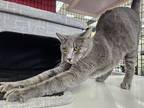 Adopt Simba a Spotted Tabby/Leopard Spotted Domestic Shorthair / Mixed cat in St