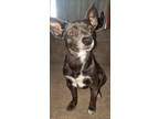 Adopt Sofie a Black - with White Rat Terrier / Mixed dog in Covington