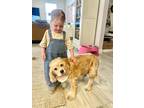 Adopt Sadie a Tan/Yellow/Fawn Cocker Spaniel / Mixed dog in Las Vegas