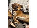 Adopt Spirit a Tan/Yellow/Fawn - with Black Australian Cattle Dog / Beagle dog