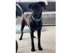 Adopt Buddy a Black Labrador Retriever / Great Dane dog in Brookeville